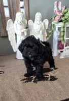 Akc Bentley , a male Shihpoo for sale in Monroe, NC – 2 of 3