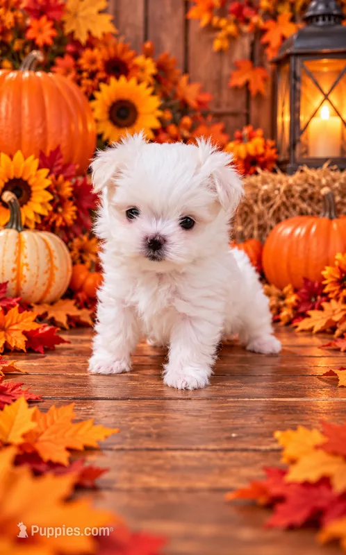 Akc Tito's  – Maltese puppy for sale in Monroe, NC