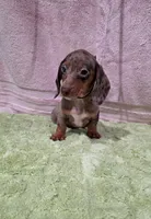 Akc Bentley , a male Miniature Dachshund for sale in Monroe, NC – 2 of 4