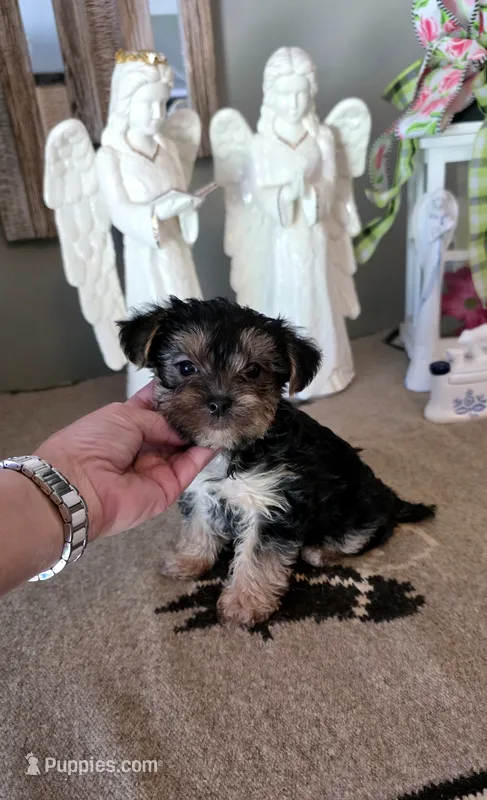 Akc Gucci  – Yorkshire Terrier puppy for sale in Monroe, NC