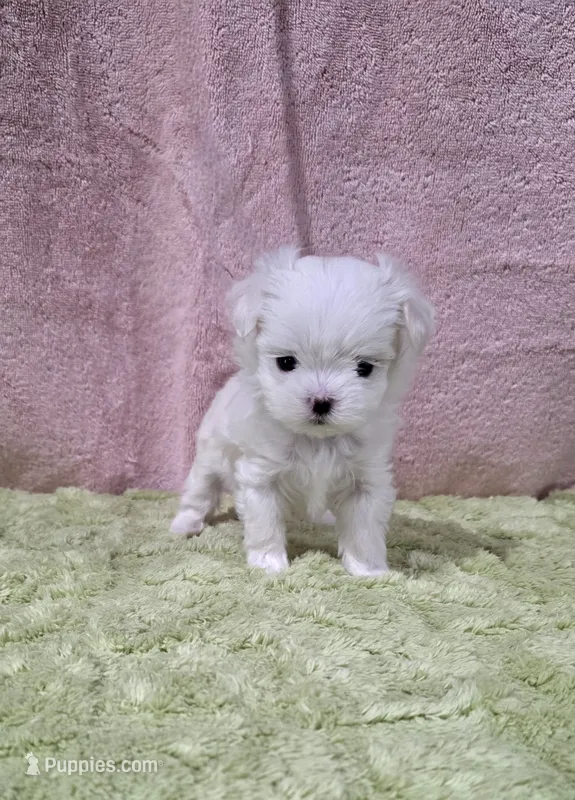 Akc tipsy – Maltese puppy for sale in Monroe, NC