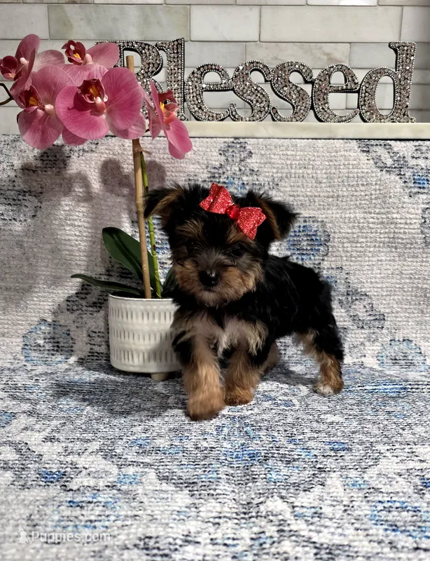 akc Bella  – Yorkshire Terrier puppy for sale in Monroe, NC