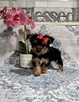 akc Bella , a female Yorkshire Terrier for sale in Monroe, NC – 1 of 3