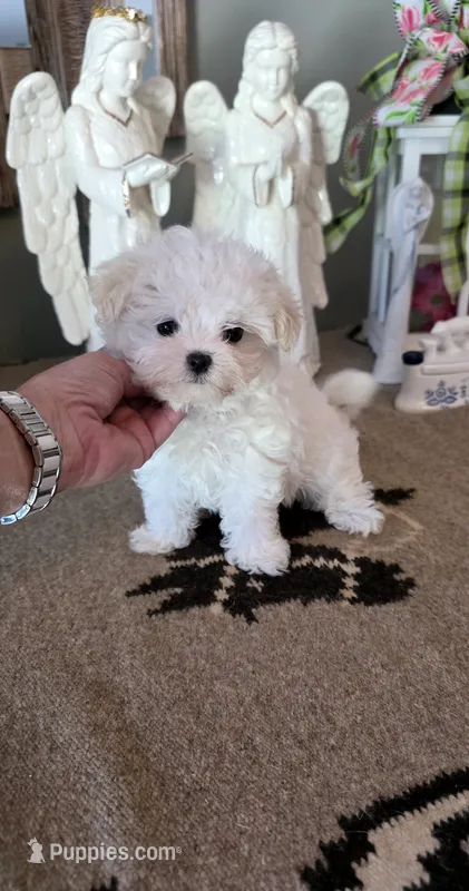 Akc cotton  – Maltese puppy for sale in Monroe, NC