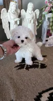 Akc cotton , a male Maltese for sale in Monroe, NC – 1 of 1