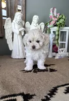 Bailey , a male Shihpoo for sale in Monroe, NC – 3 of 3