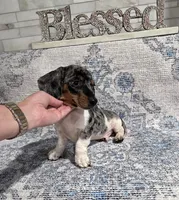 Akc gucci , a male Miniature Dachshund for sale in Monroe, NC – 3 of 4
