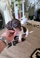 Akc Bailey , a male Miniature Dachshund for sale in Monroe, NC – 4 of 4