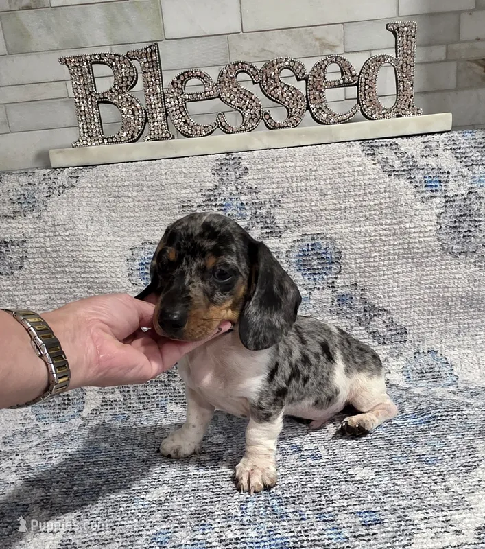 Akc gucci  – Miniature Dachshund puppy for sale in Monroe, NC