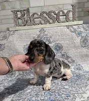 Akc gucci , a male Miniature Dachshund for sale in Monroe, NC – 1 of 4