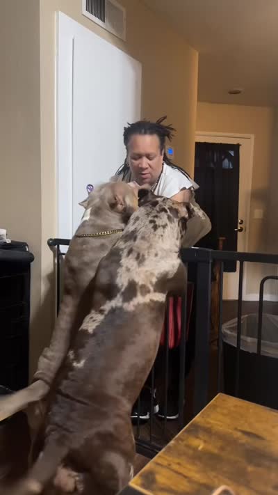 XL ABKC- Lilac Female, a female American Bully for sale in San Antonio, TX – 9 of 9