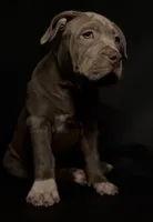 XL ABKC- Lilac Female, a female American Bully for sale in San Antonio, TX – 2 of 9
