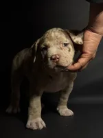 ABKC Lilac/Chocolate Merle, a male American Bully for sale in San Antonio, TX – 7 of 10