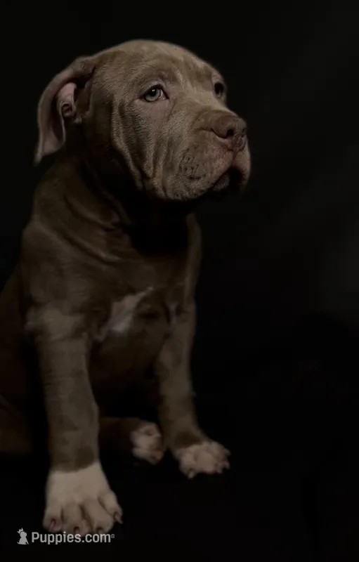 XL ABKC- Lilac Female – American Bully puppy for sale in San Antonio, TX