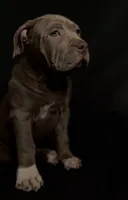 XL ABKC- Lilac Female, a female American Bully for sale in San Antonio, TX – 1 of 9