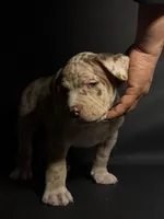 ABKC Lilac/Chocolate Merle, a male American Bully for sale in San Antonio, TX – 3 of 10
