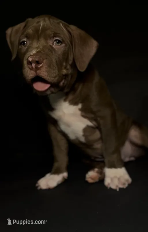 Harley – American Bully puppy for sale in San Antonio, TX