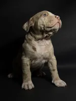 ABKC Lilac/Chocolate Merle, a male American Bully for sale in San Antonio, TX – 6 of 10