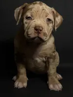 ABKC Lilac/Chocolate Merle, a female American Bully for sale in Atlanta, GA – 6 of 10