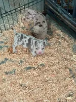 ABKC-Pocket Male, a male American Bully for sale in San Antonio, TX – 4 of 8
