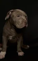 XL ABKC- Lilac Female, a female American Bully for sale in San Antonio, TX – 4 of 9