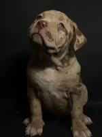 ABKC Lilac/Chocolate Merle, a female American Bully for sale in Atlanta, GA – 4 of 10