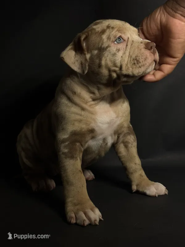 ABKC Lilac/Chocolate Merle – American Bully puppy for sale in Atlanta, GA