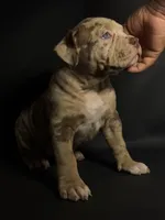 ABKC Lilac/Chocolate Merle, a female American Bully for sale in Atlanta, GA – 1 of 10
