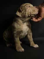 ABKC Lilac/Chocolate Merle, a female American Bully for sale in Atlanta, GA – 7 of 10