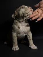 ABKC Lilac/Chocolate Merle, a male American Bully for sale in San Antonio, TX – 9 of 10