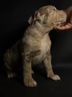 ABKC Lilac/Chocolate Merle, a female American Bully for sale in Atlanta, GA – 9 of 10