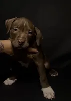 ABKC Chocolate Female, a female American Bully for sale in San Antonio, TX – 3 of 10