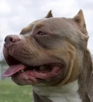 XL ABKC- Lilac Female, a female American Bully for sale in San Antonio, TX – 7 of 9