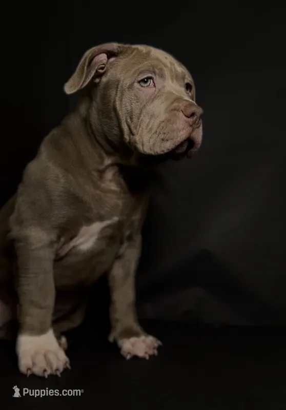ABKC Lilac Female – American Bully puppy for sale in San Antonio, TX