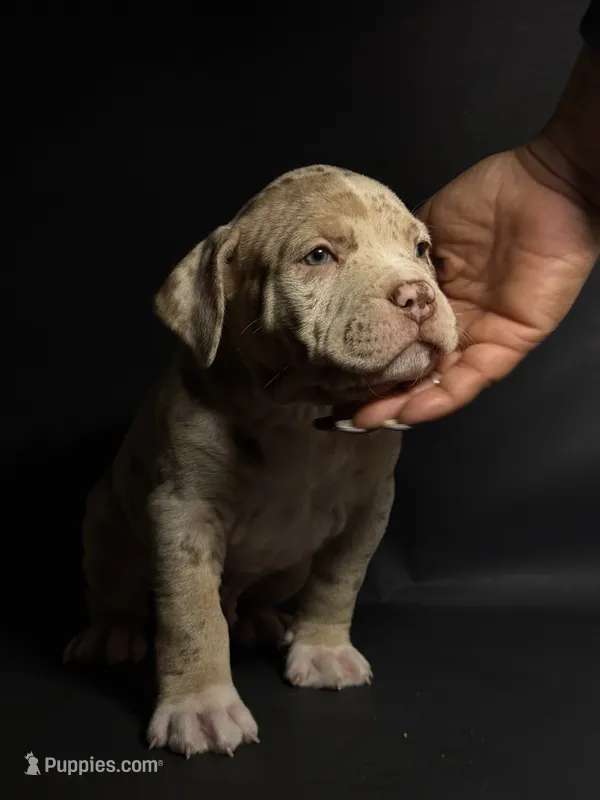 ABKC Lilac/Chocolate Merle – American Bully puppy for sale in San Antonio, TX