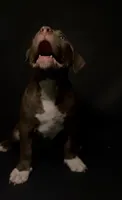 ABKC Chocolate Female, a female American Bully for sale in San Antonio, TX – 10 of 10