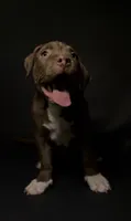 ABKC Chocolate Female, a female American Bully for sale in San Antonio, TX – 6 of 10