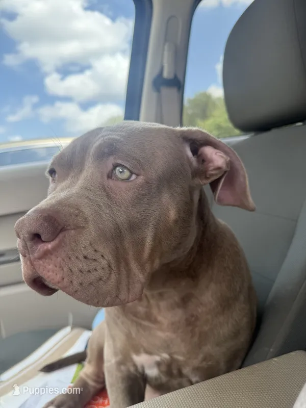 XL ABKC- Lilac Female – American Bully puppy for sale in San Antonio, TX