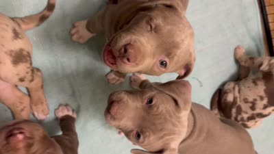 ABKC Lilac Female- pet only option available, a female American Bully for sale in San Antonio, TX – 5 of 5