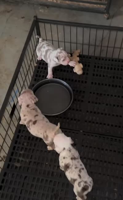 ABKC-Pocket Female, a female American Bully for sale in San Antonio, TX – 6 of 6