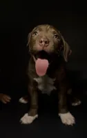 ABKC Chocolate Female, a female American Bully for sale in San Antonio, TX – 8 of 10