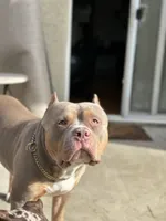 XL ABKC- Lilac Female, a female American Bully for sale in San Antonio, TX – 8 of 9