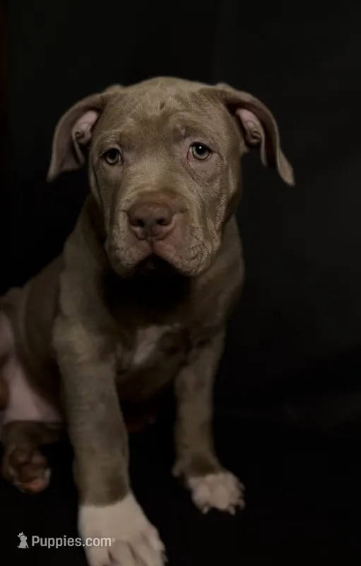 Cali – American Bully puppy for sale in San Antonio, TX
