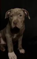 Cali, a female American Bully for sale in San Antonio, TX – 1 of 10