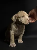 ABKC Lilac/Chocolate Merle, a male American Bully for sale in San Antonio, TX – 8 of 10