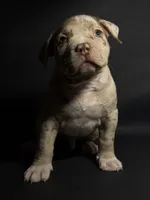 ABKC Lilac/Chocolate Merle, a male American Bully for sale in San Antonio, TX – 5 of 10