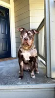 XL ABKC- Lilac Female, a female American Bully for sale in San Antonio, TX – 5 of 9