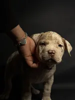ABKC Lilac/Chocolate Merle, a male American Bully for sale in San Antonio, TX – 4 of 10