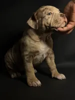 ABKC Lilac/Chocolate Merle, a female American Bully for sale in Atlanta, GA – 5 of 10