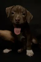 ABKC Chocolate Female, a female American Bully for sale in San Antonio, TX – 9 of 10